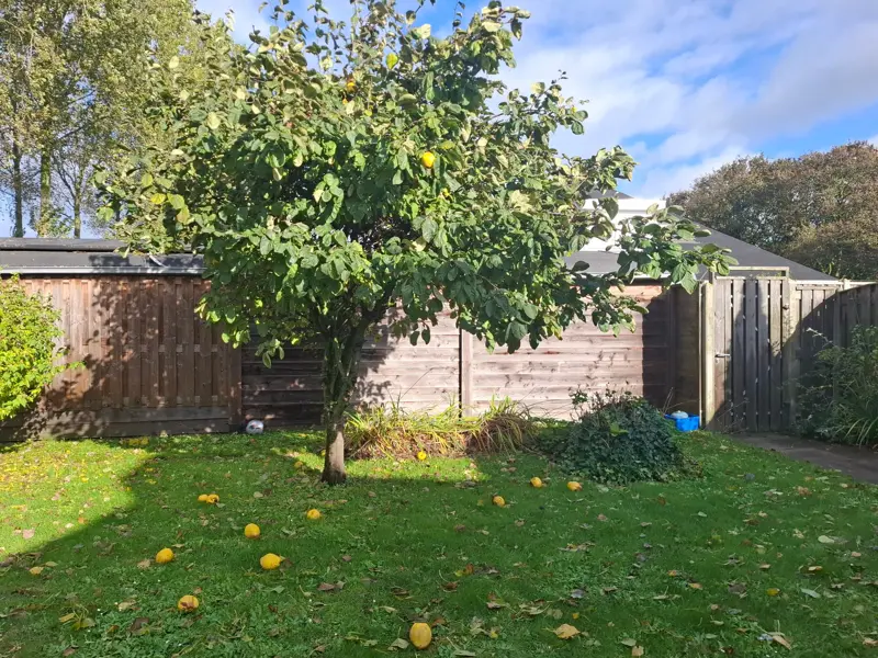 The quince tree