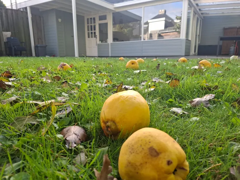 Autumn in the garden